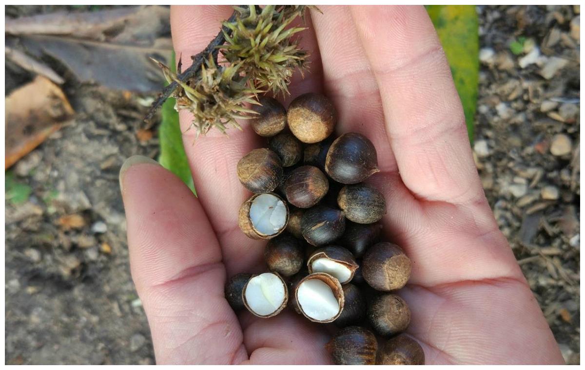 小时候经常去山里捡,炒熟后比板栗还好吃,现在已经不多见了|摘要|栗子