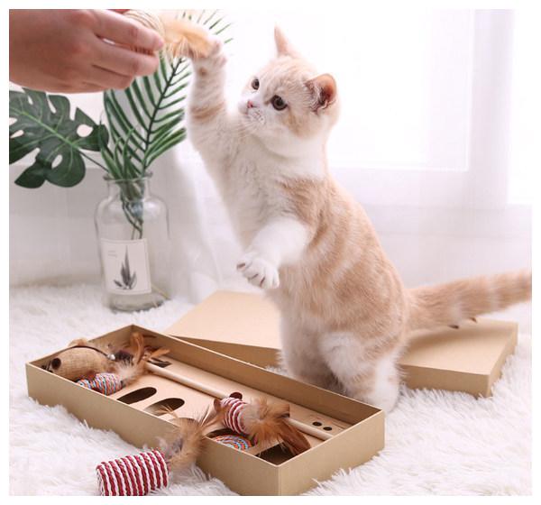 一只猫过得“幸福”,从这些方面可以看出来!休闲区蓝鸢梦想 - Www.slyday.coM 一只猫过得“幸福”,从这些方面可以看出来!休闲区蓝鸢梦想 - Www.slyday.coM