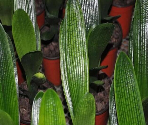 新手养君子兰，“浇水4句话”，巧避免空根，烂根，一盆窜5个花箭休闲区蓝鸢梦想 - Www.slyday.coM