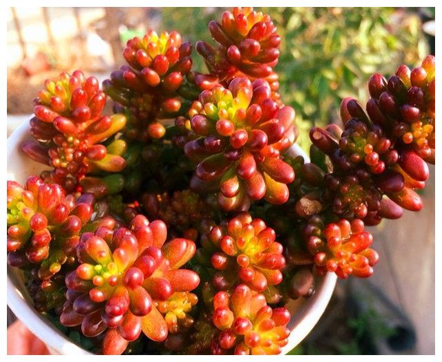 八千代乙女心虹之玉形似3胞胎现教你从叶片来分辨不同