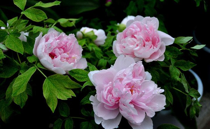 国色天香的牡丹花,学会几招养殖方法,开花又大又美