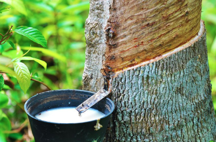 东南亚天然橡胶主产区产出恢复缓慢