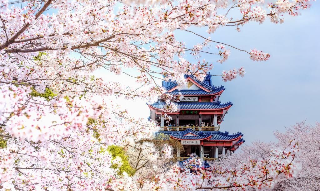 风光摄影:无锡太湖鼋头渚樱花谷赏樱楼