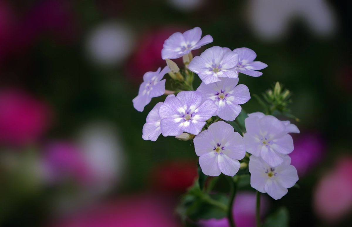 试试耐热耐寒,花繁色艳,花语吉祥的福禄花!