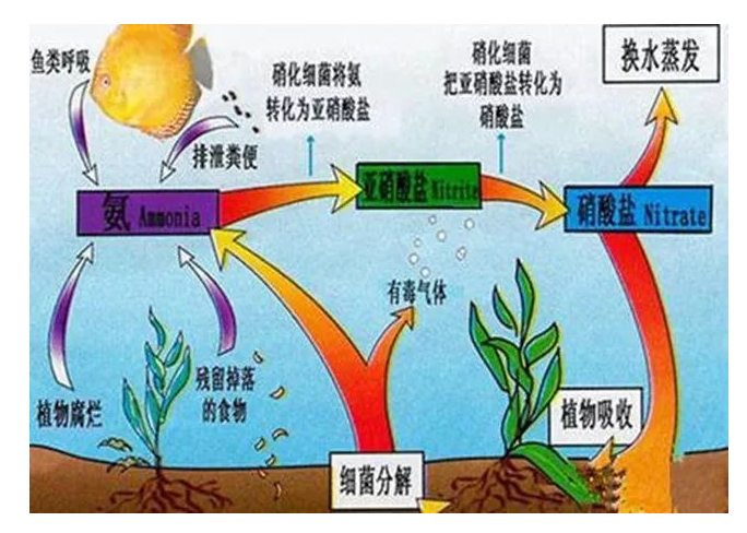 硒与浓硝酸能反应 硒与亚硒酸反应生成什么产物