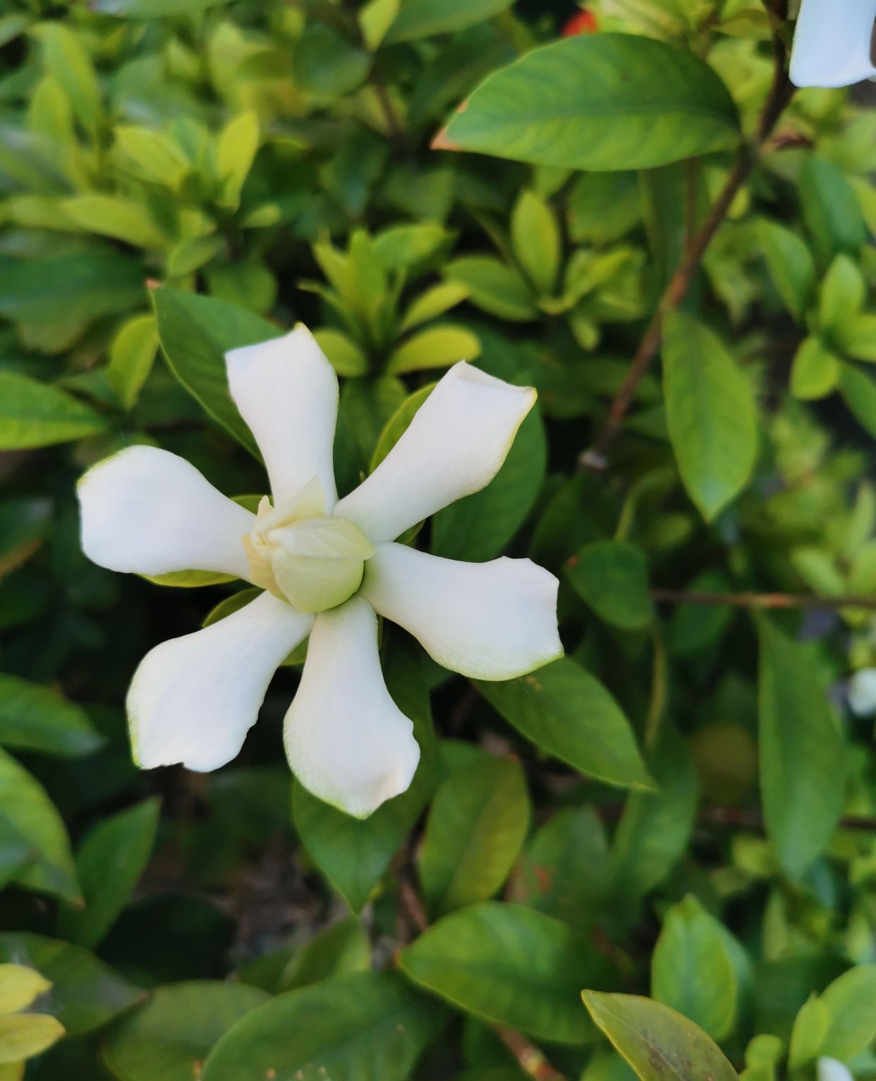 栀子花开,满院飘香!关于栀子花你了解多少?