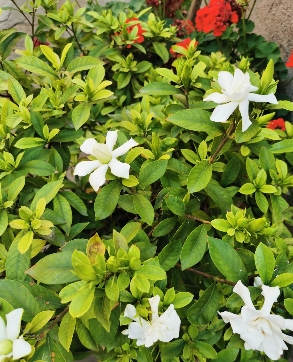 栀子花开,满院飘香!关于栀子花你了解多少?
