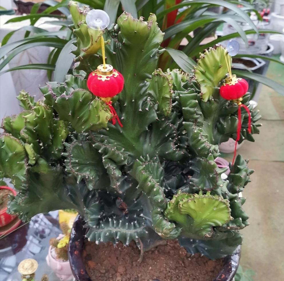 家中养盆"麒麟掌",美观又大方,还能招财镇宅__财经头条