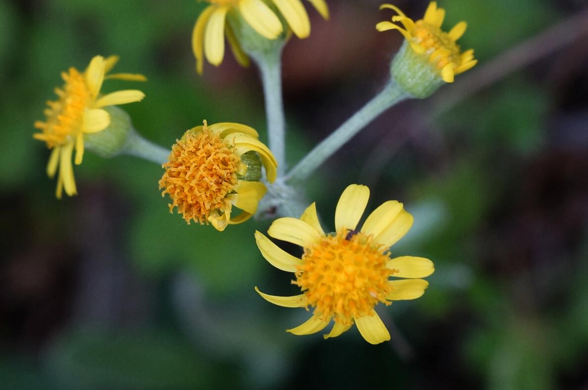 一个穿着花裙子的姑娘在跳着优美的舞蹈,观众朋友们,你们知道狗舌草的