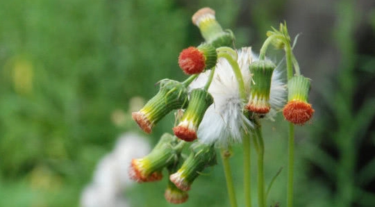 一种野草人称"革命菜",它能吃价值很高,是野菜还是好药材
