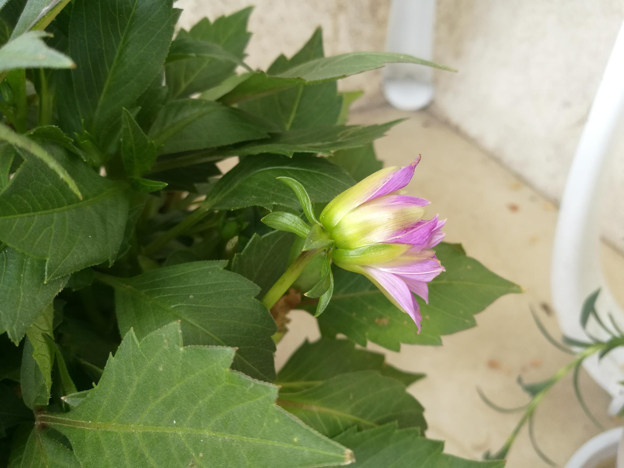 五月二十三日清晨,来阳台上看看大丽花,这是小花苞