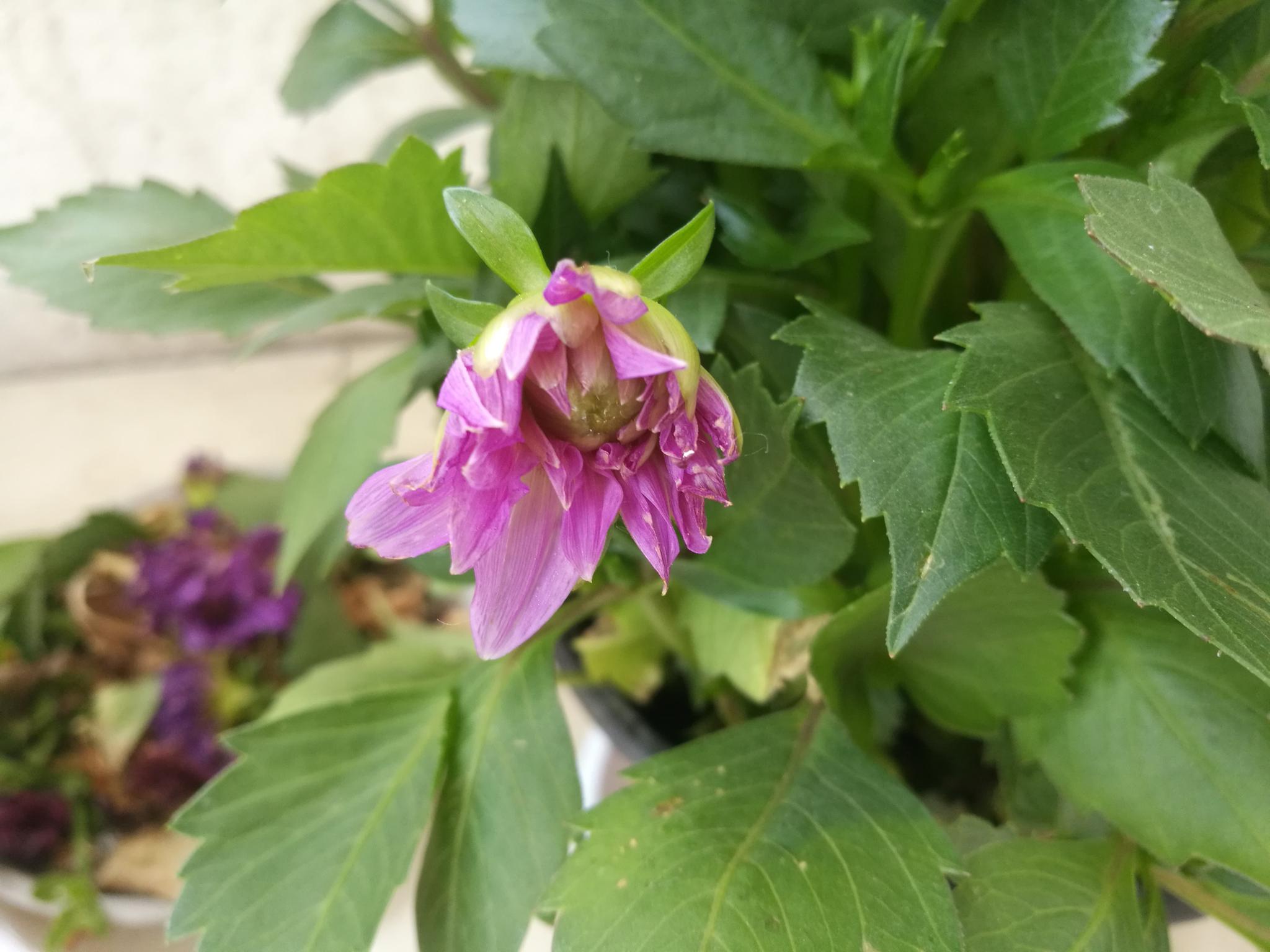 五月二十三日清晨,来阳台上看看大丽花,这是小花苞