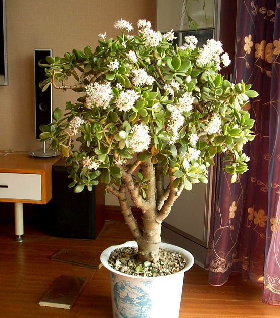 别人养玉树年年开花关键是3个条件要达到做好你也可以