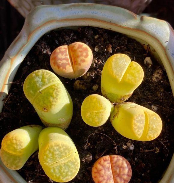 生石花徒长了是你不会养砂石土少浇水远离大长腿