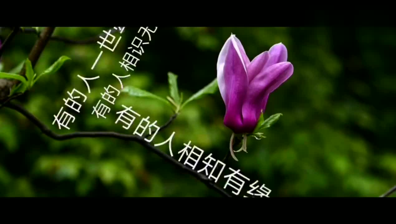 有的人一世牵挂;有的人相识无悔,有的人相知有缘.