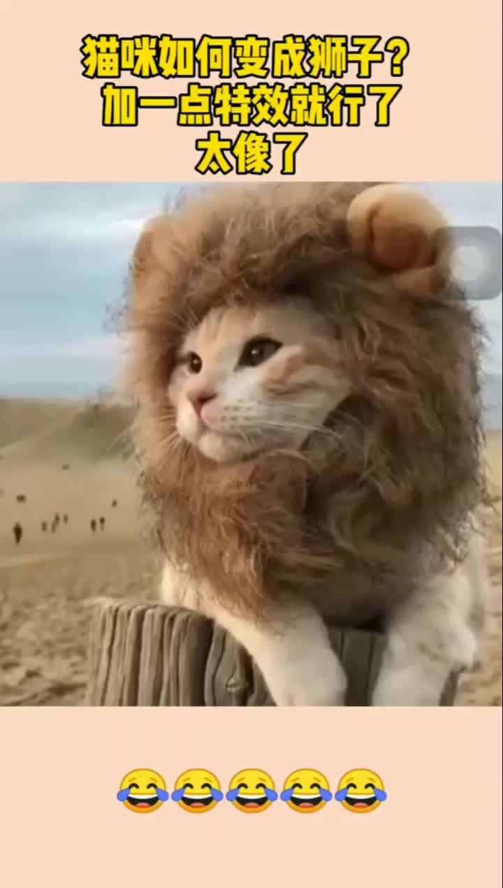 猫咪如何变成狮子加一点特效就行了太像了