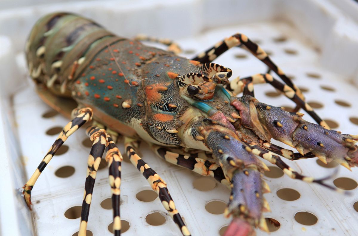 大龙虾的世界一个吃货的世界