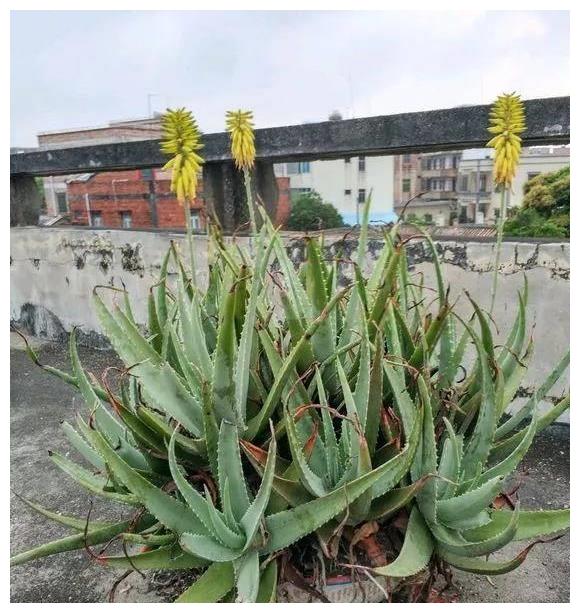 10年芦荟老桩,枝干"胳膊粗",做成"盆景"价值高!