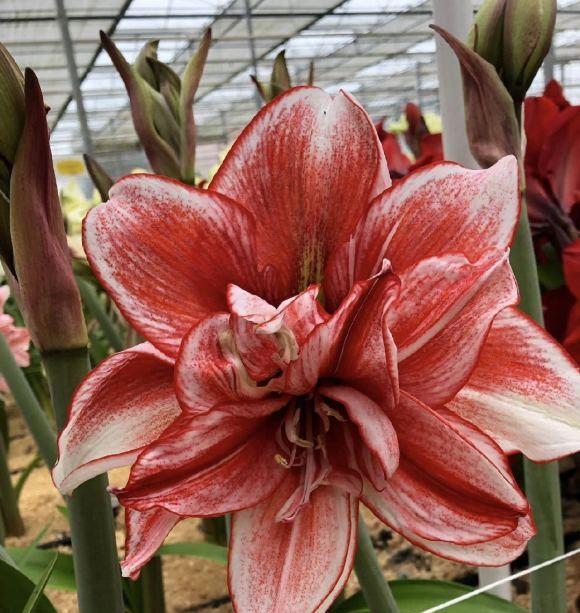 土朱是它的外号,通过杂交的方式繁殖出来的新品种,市场上售卖的朱顶红