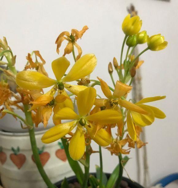 春季养花多水多肥笋芽长得快新枝茂密开花更多