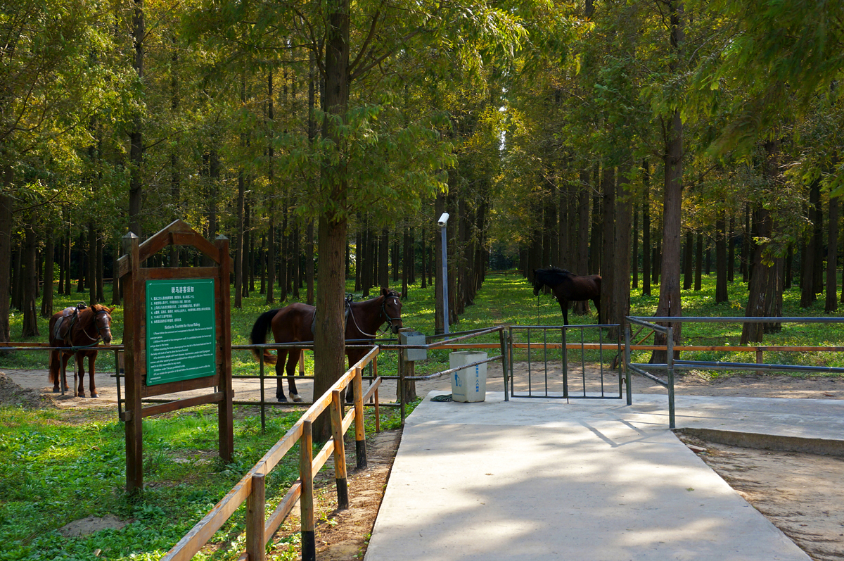 上海热门旅游景点崇明东平国家森林公园旅游攻略低音号语音导游