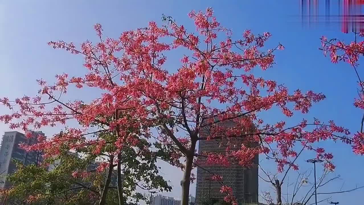 胡桃里西区店了解一下 胡桃里西区店了解一下