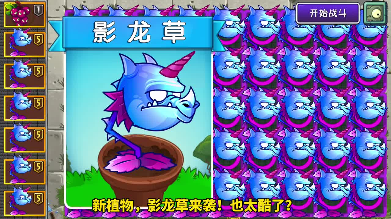 新植物影龙草4大龙王齐聚一堂