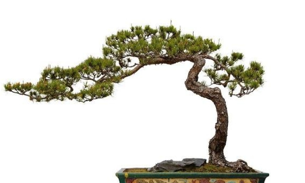 常见的几种树木树姿苍劲优美适合做成盆景观赏价值高