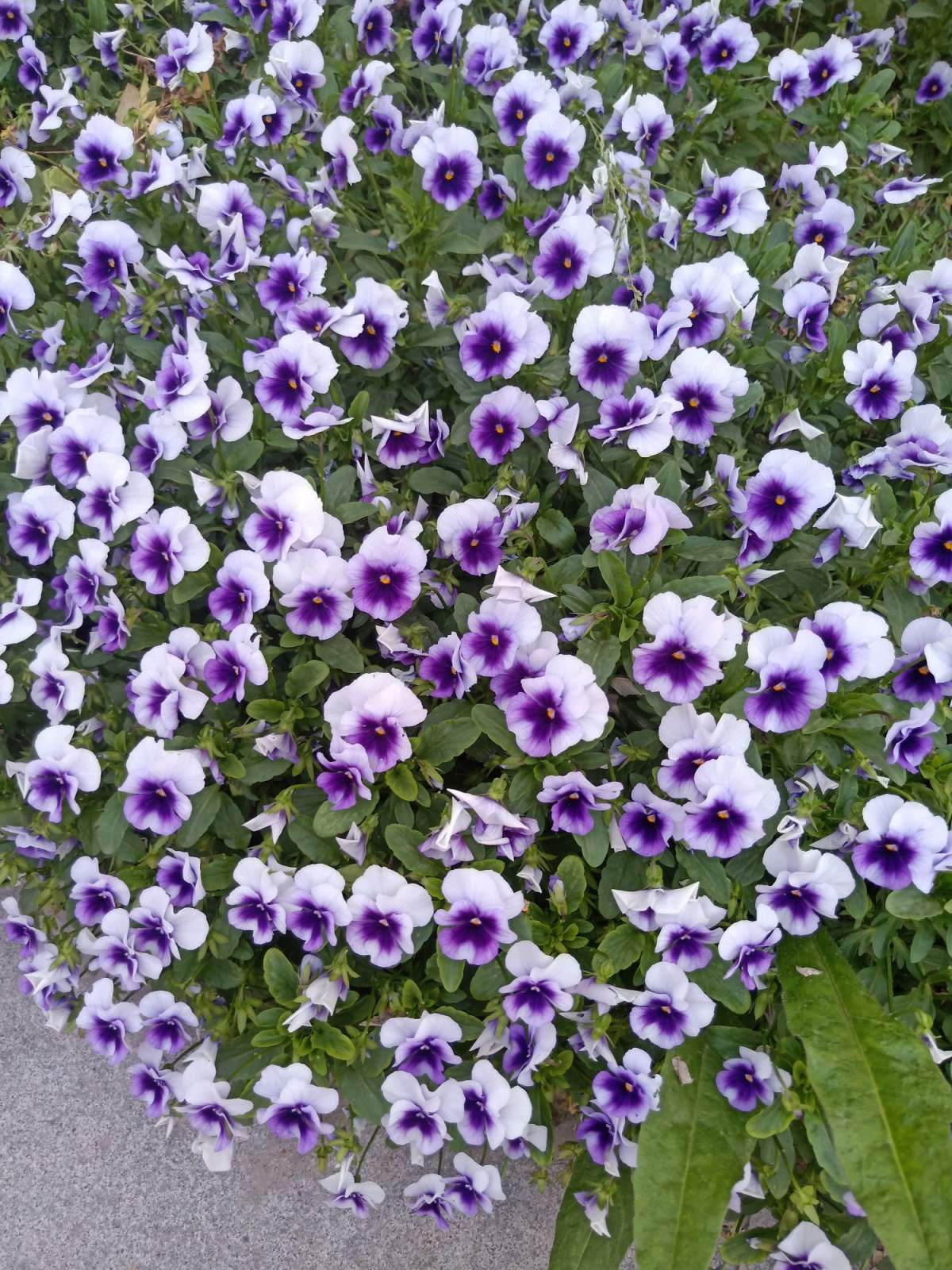 5招种好三色堇简单又精致家里开满小蝴蝶