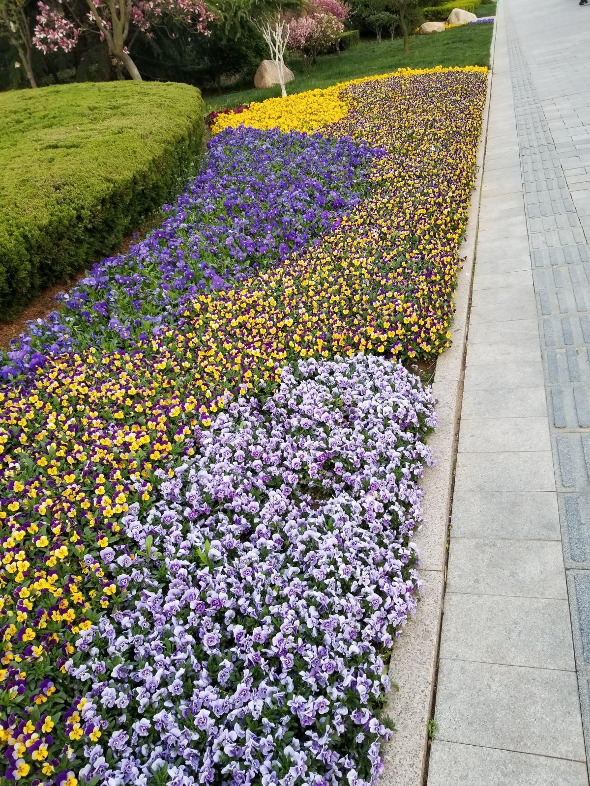 5招种好三色堇简单又精致家里开满小蝴蝶