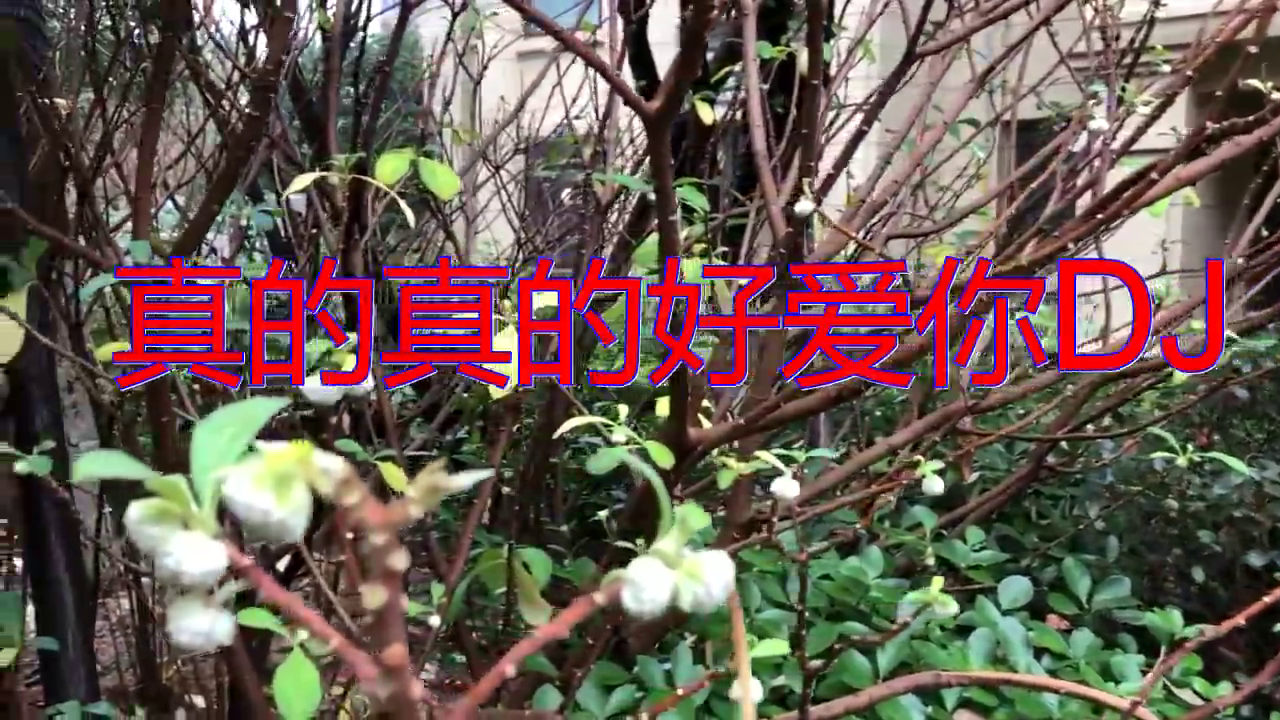 赵真,dj何鹏的《真的真的好爱你dj》,百听不腻,听入迷了