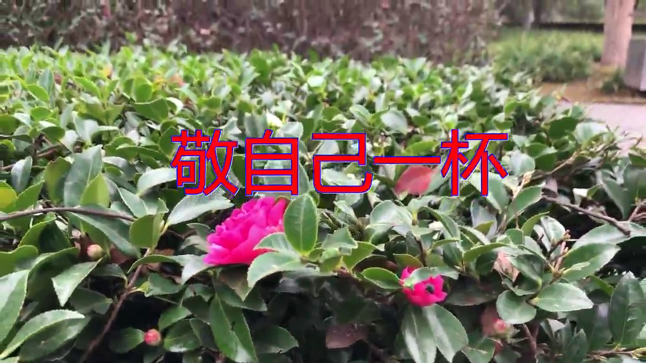 《敬自己一杯》,好听极了,听完满满的爱