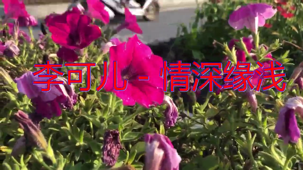 《李可儿 - 情深缘浅》,歌词句句舒心,好听极了