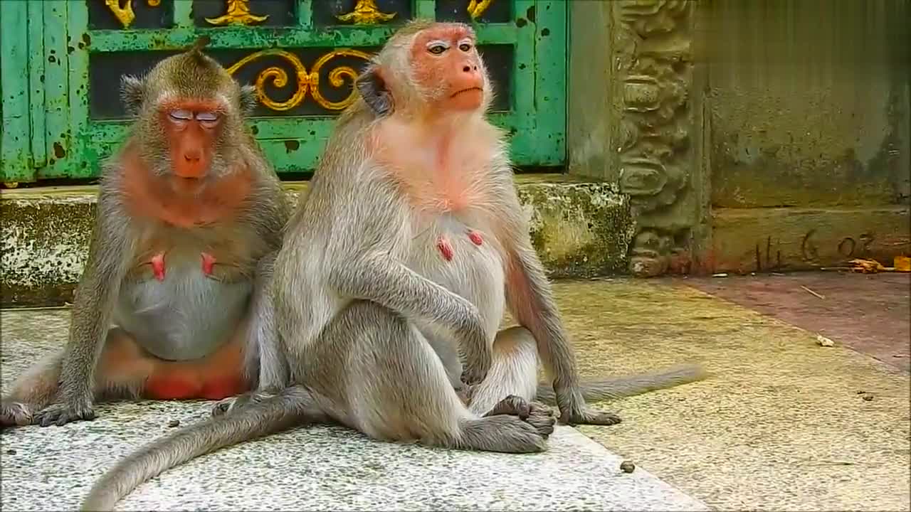 母猴肚子越来越大,即将分娩,忙着吃东西补充体力