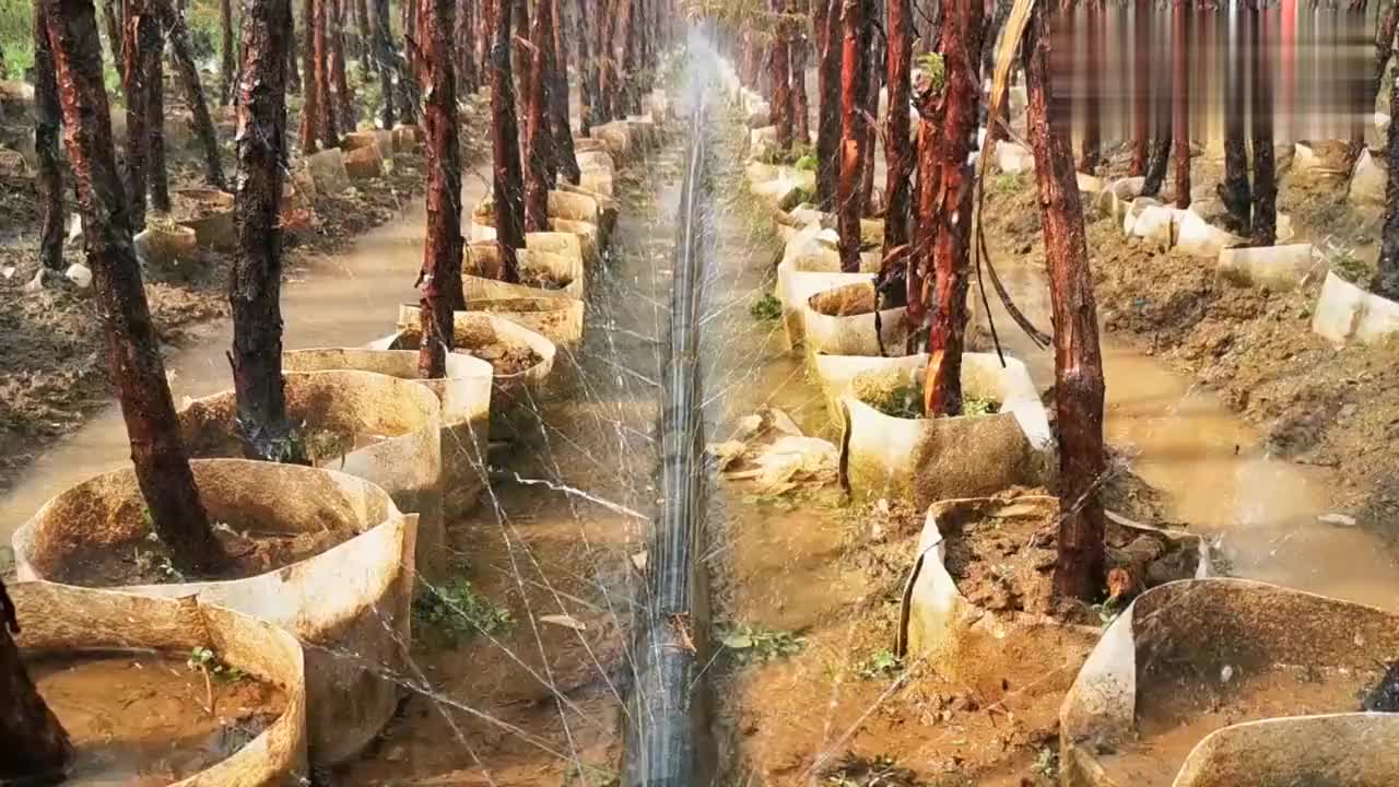 今年农村暴利种植产业,一年可种2次,一斤卖12块年收入80万!