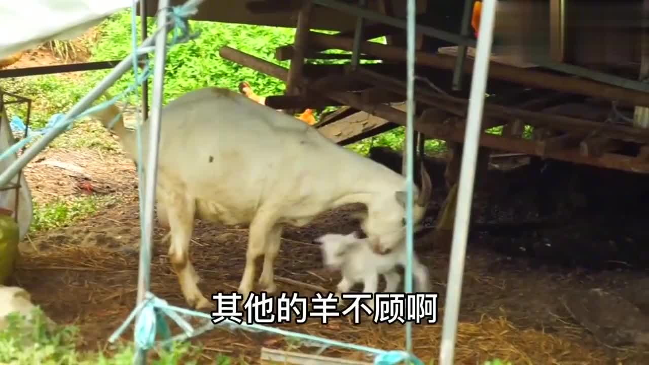 母羊叫声撕心裂肺!实拍羊妈妈生小羊,天下母爱无不让人感动!