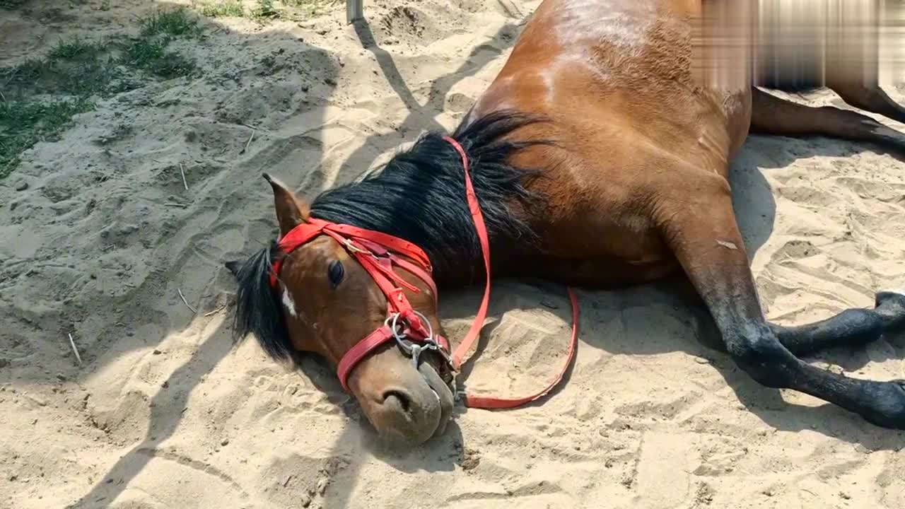 你的马有没有这样完全放松警惕的躺下来休息过?哪怕只有一瞬间!