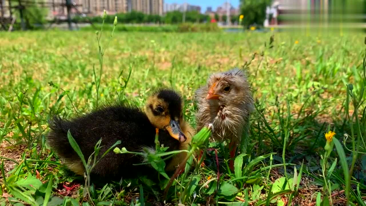小鸭和小鸡打盹呢 吃饱喝足犯困呢 慢慢闭上眼睛的样子好可爱 小鸭和小鸡打盹呢 吃饱喝足犯困呢 慢慢闭上眼睛的样子好可爱