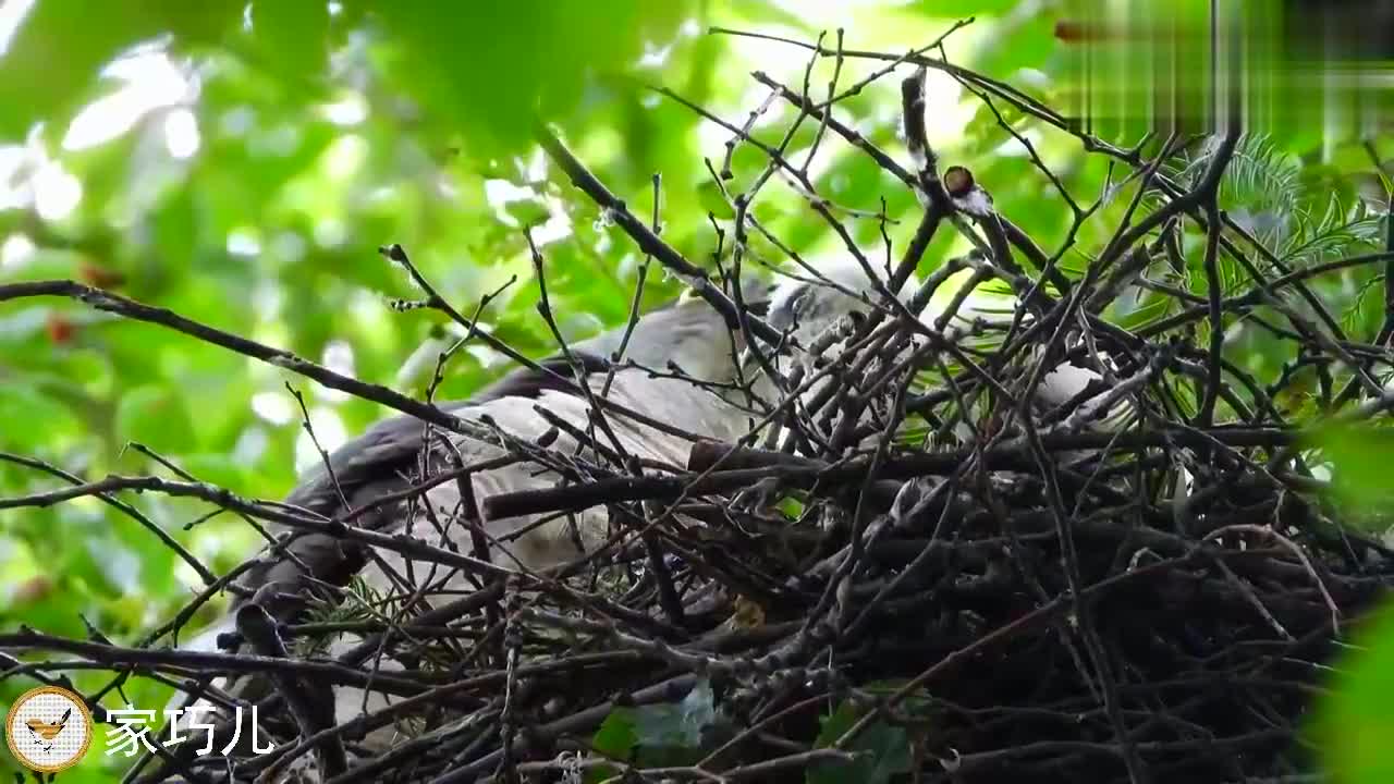 发现一窝老鹰,窝里的雏鹰是白色的,咋回事?