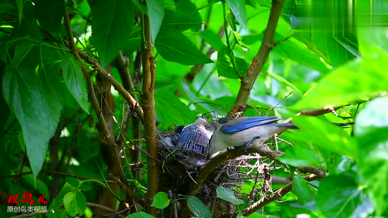 偷拍灰喜鹊育雏:这是我见过的最安静的一窝小鸟了,马上要出飞了