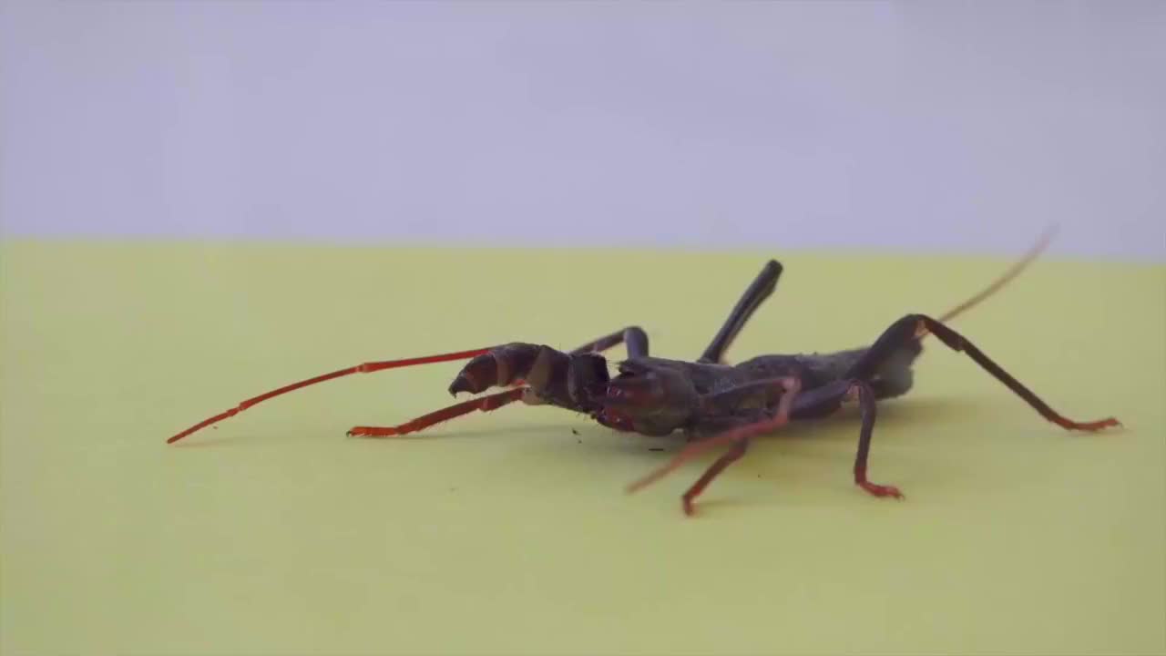 一只绿巨螳螂遇到鞭蝎,螳螂能捕食成功吗