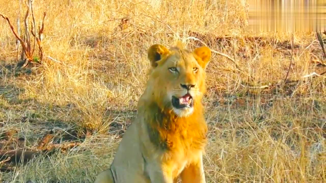 萨比森,大公狮开始巡视领地,流浪的年轻雄狮意识到危险靠近