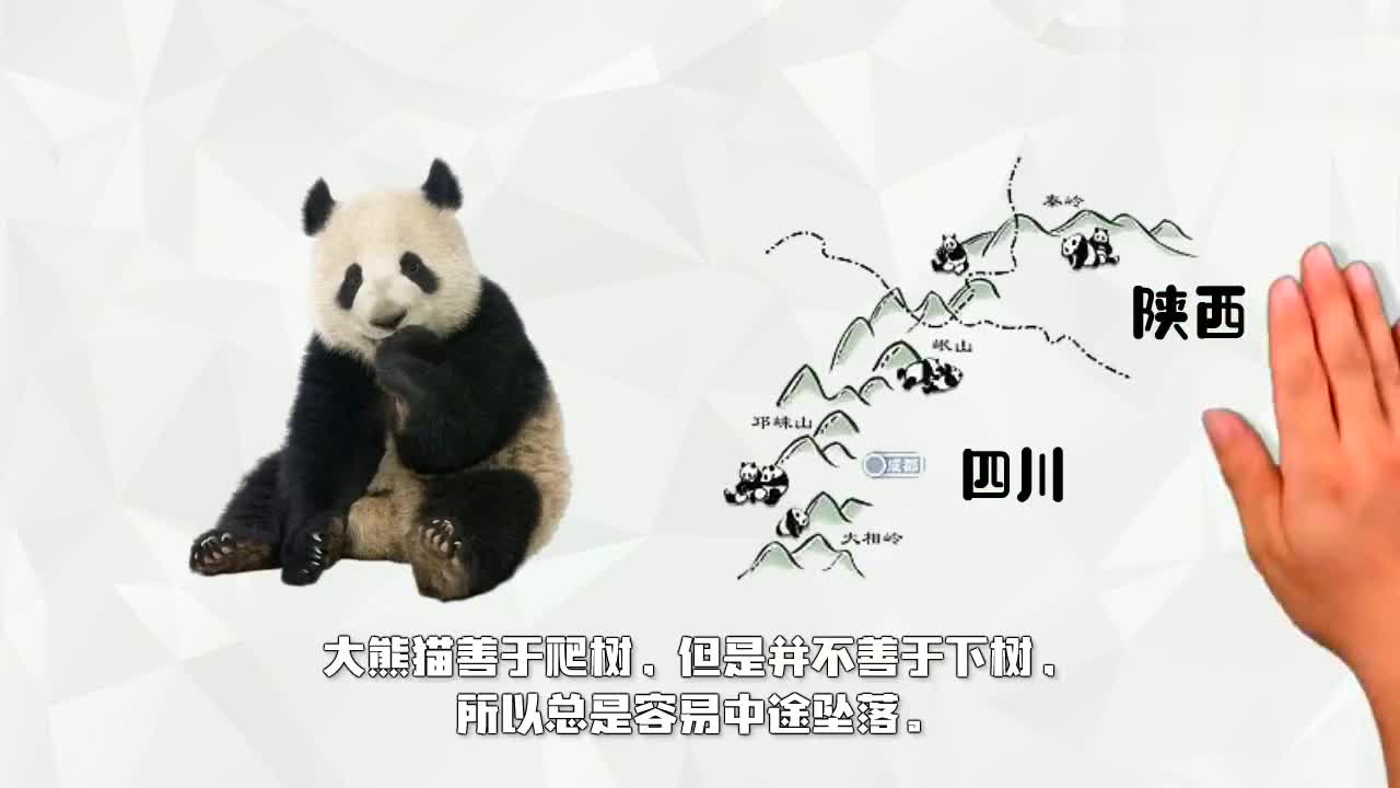 原来大熊猫真正的天敌就是自己,过于执着