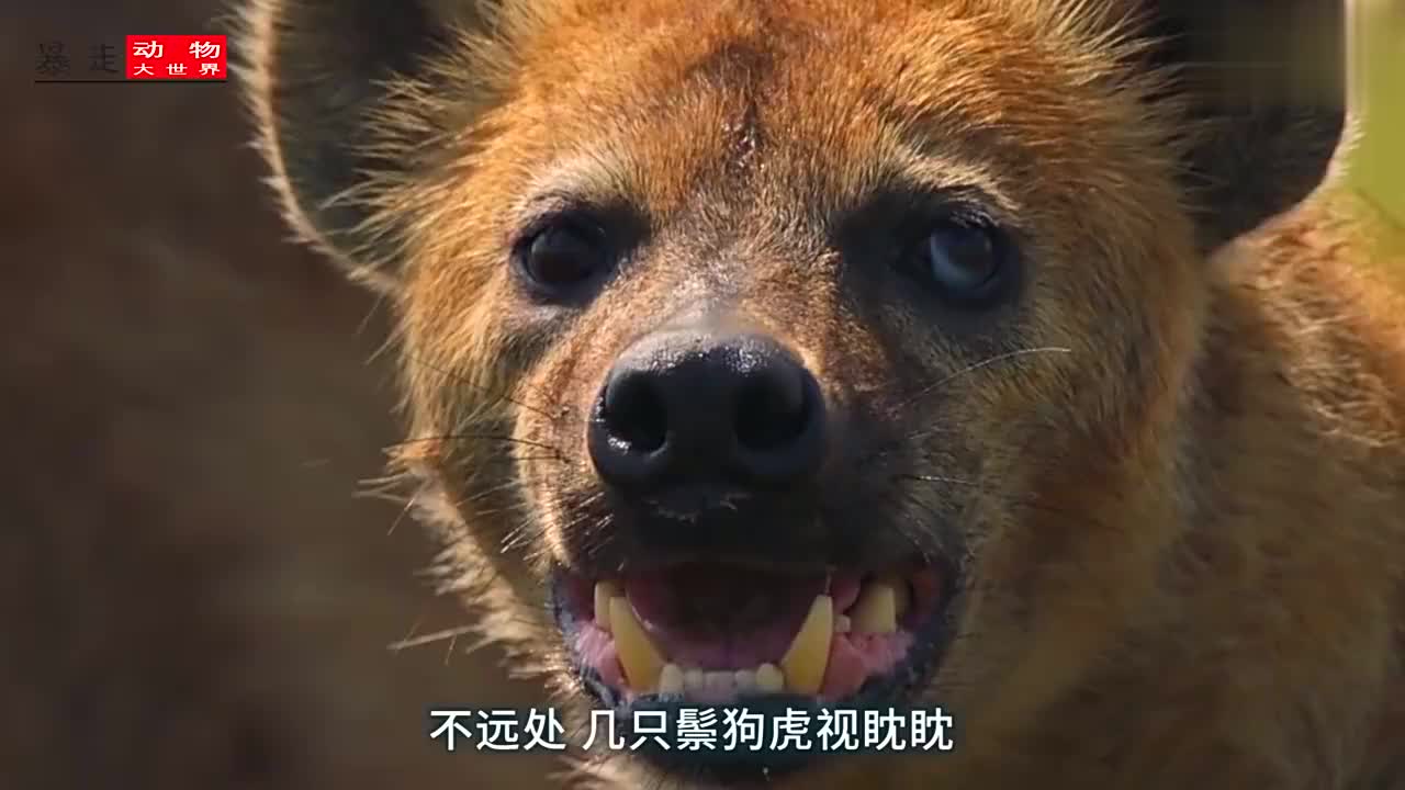 狮子母子遭遇鬃狗群袭击, 狮子家族前来救援