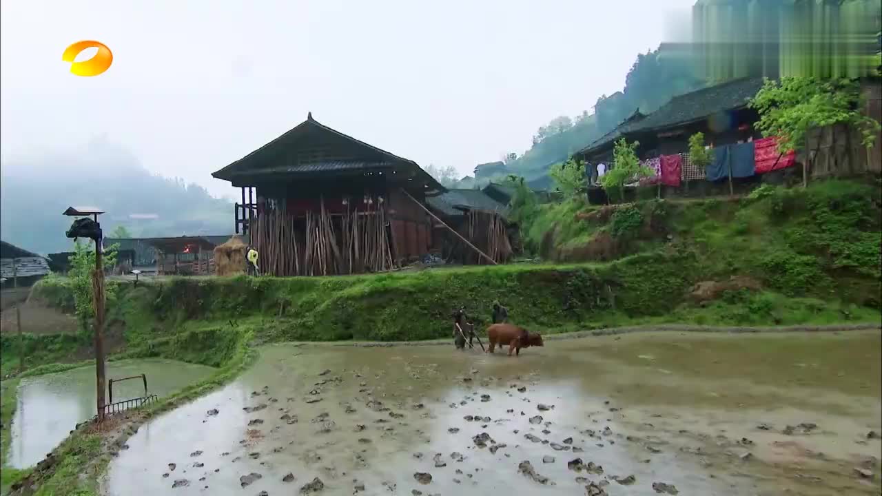 向往的生活:陈伟霆张钧甯做客蘑菇屋,买菜耕田放牛,太接地气!