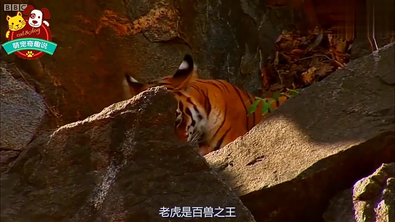 饲养员带萌萌哒的小老虎出去晒太阳,小老虎的反应让人意外