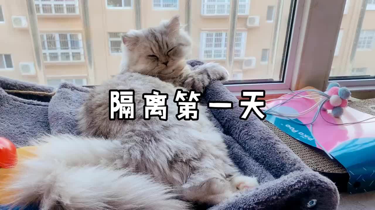 两只猫隔离第一天,这柔韧度我惊了!