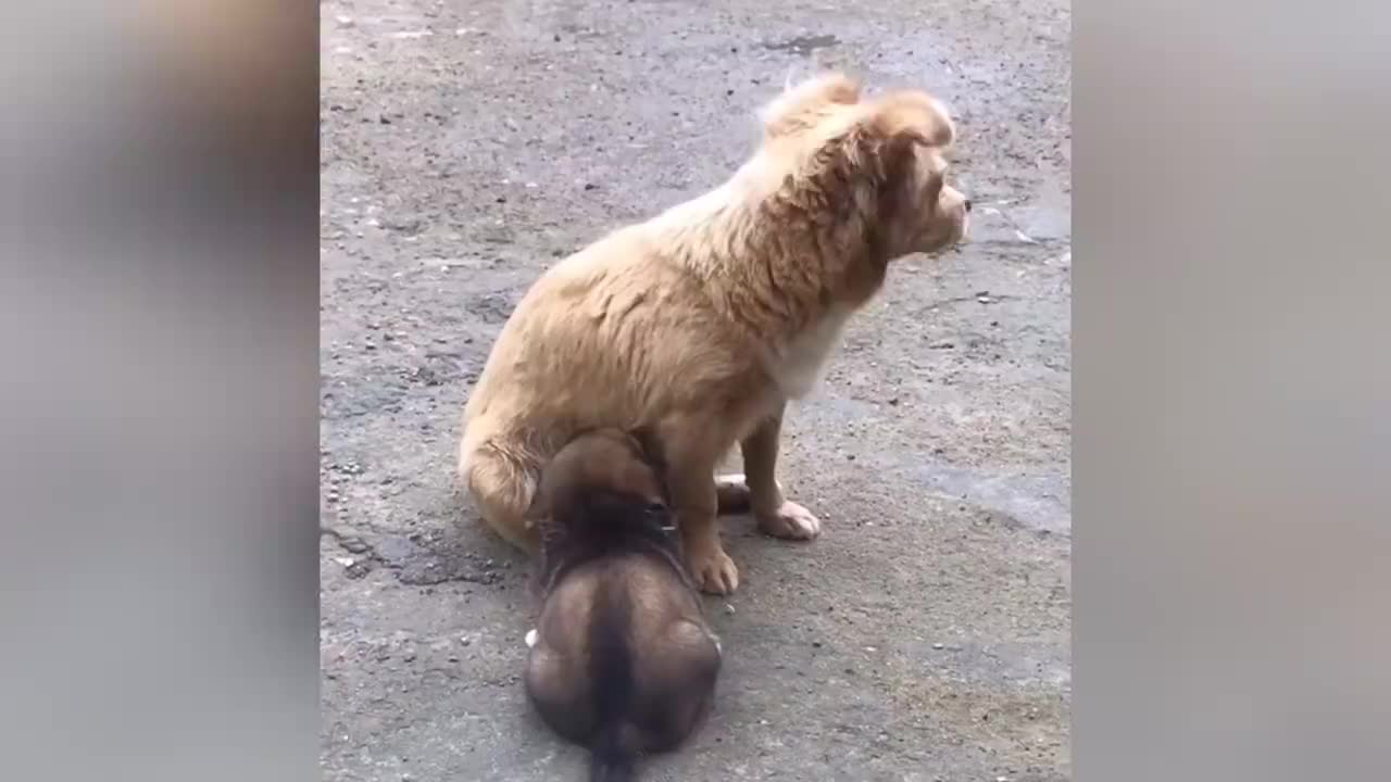 流浪狗妈妈叼着宝宝上门求收养频频回头满是不舍结局令人感动