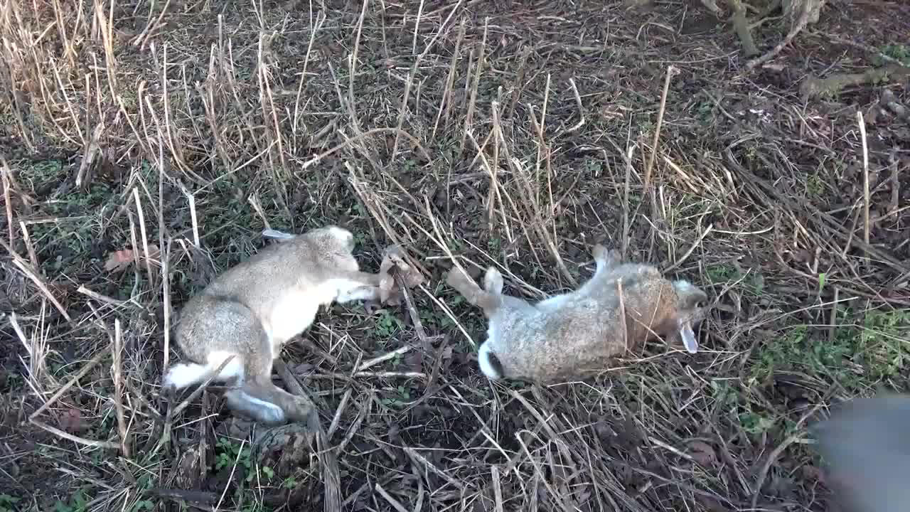 野兔四处打洞太讨厌,男子往洞里放了一只貂,下一秒意外发生