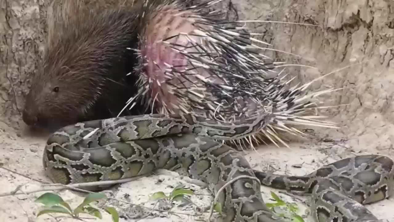 3m长"大虫"欲捕食豪猪,结果被刺扎得痛不欲生,在地上直打滚!